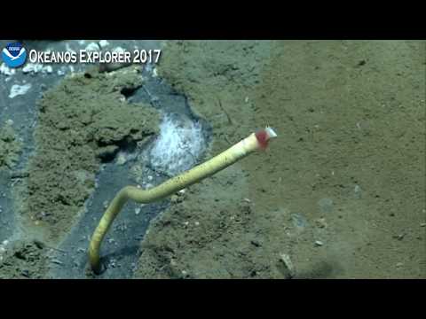 Okeanos Explorer Video Bite: Tubeworms Waving for their Meal