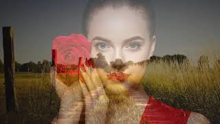 Yesterday&#39;s roses