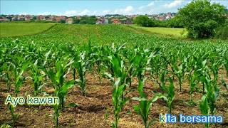 Download lagu Menanam Jagung karaoke mp3
