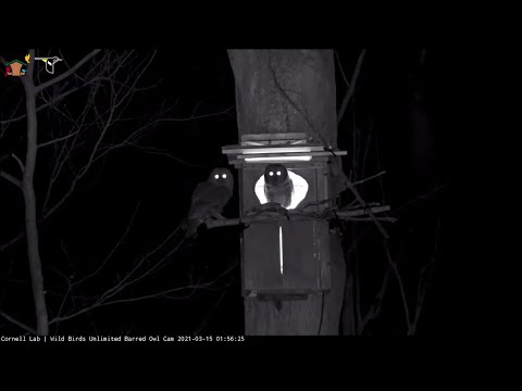 Midnight Conversation At The Barred Owl Nest Box – March 15, 2021