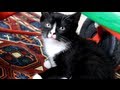 Cute Tuxedo Kittens Meowing