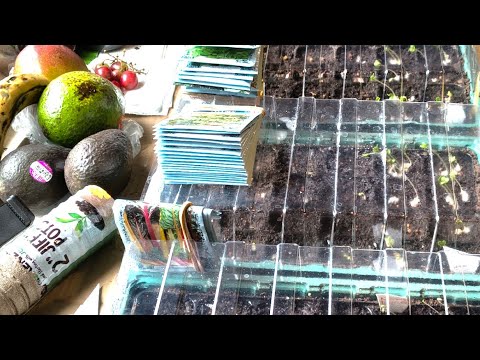 96 HOURS MY SEEDLINGS DOING AMAZING, COME COVER THEM WITH ME!