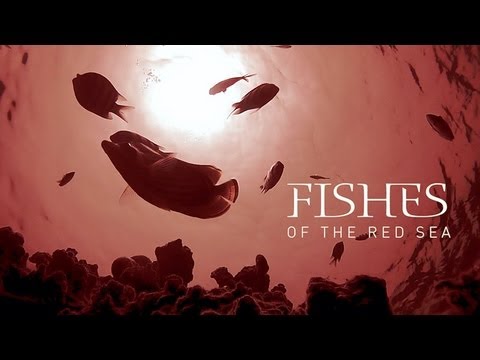 Red Sea fish - identification