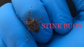 STINK BUGS! - What are stink bugs? Where do Stink bugs come from and why are stink bugs in my house?