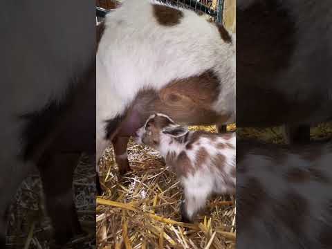 Animals should be fed healthy food #goatfeed #goatfarming #goatlife #farmer #farming #farm#goatfarm