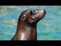 Let's Learn: Seals! | Educational Learning Animal Video for Kids [CC]