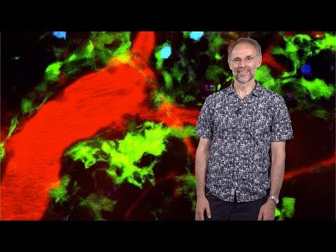 Michael Dustin (Oxford, NYU School of Medicine) 1: The Immunological Synapse: Antigen Recognition