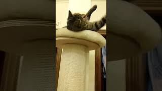 Gatto canta La sera dei miracoli Lucio Dalla