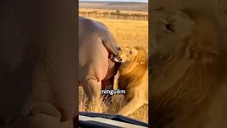 Momentos Bizarros na Natureza! #curiosidades #bichos #animais