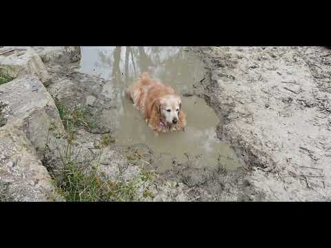 Not a mud spa - just collected old golden retriever dog from the groomers!