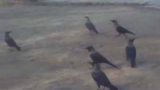 preview picture of video 'Crows are Playing with my 1.5 Years Son Date 9 dec,  2011'