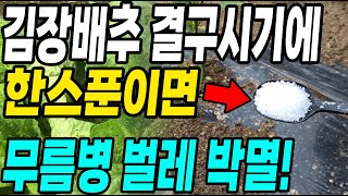 김장배추 결구시기에 이것 한스푼이면 벌레와 병이 싹다 박멸! 딱 한번만 뿌리면 이번년 농사 끝!