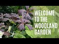 Welcome to my Woodland Garden