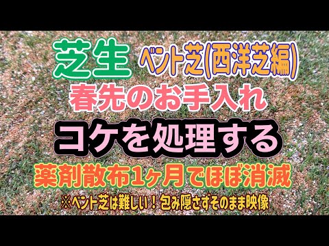 芝生のコケを破壊するにはどうすればよいですか？  庭園
