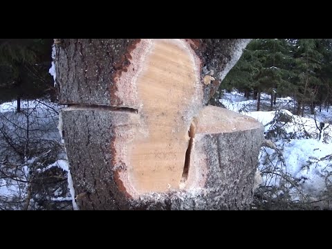 Metsolan Metsäkoulu 249 - Miten Pielavetinen kaatokolo toimii?