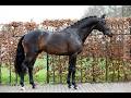 Oreo van t Studutch