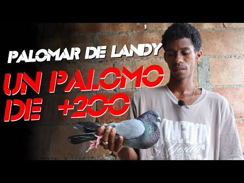 Landy's Dovecote in Santa Amalia