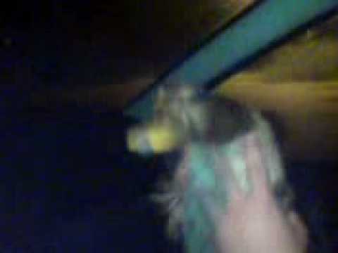 Raca mix BiG Mafija Cvetlin