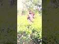Bare Bareram Peene Najar Chale Jaaye Pushpa Aadivasi