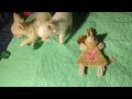 Chihuahua dogs for sale: Lisa Marie LC Apple Head  Videos  - Video 2