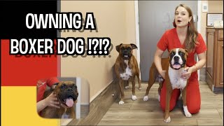 Owning a Boxer Dog | What you need to know!