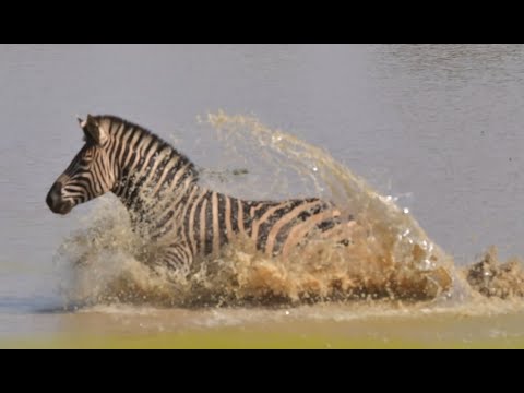 B1 Photo Safaris video.