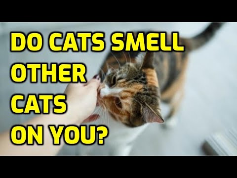 Can Cats Smell Other Cats Scent On You?