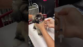 Download lagu Puppy vaccines!  #havanesepuppy mp3