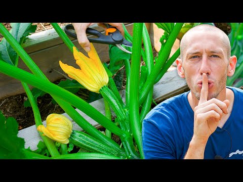 My 5 Secret Tips for a Bigger Better Squash Harvest!