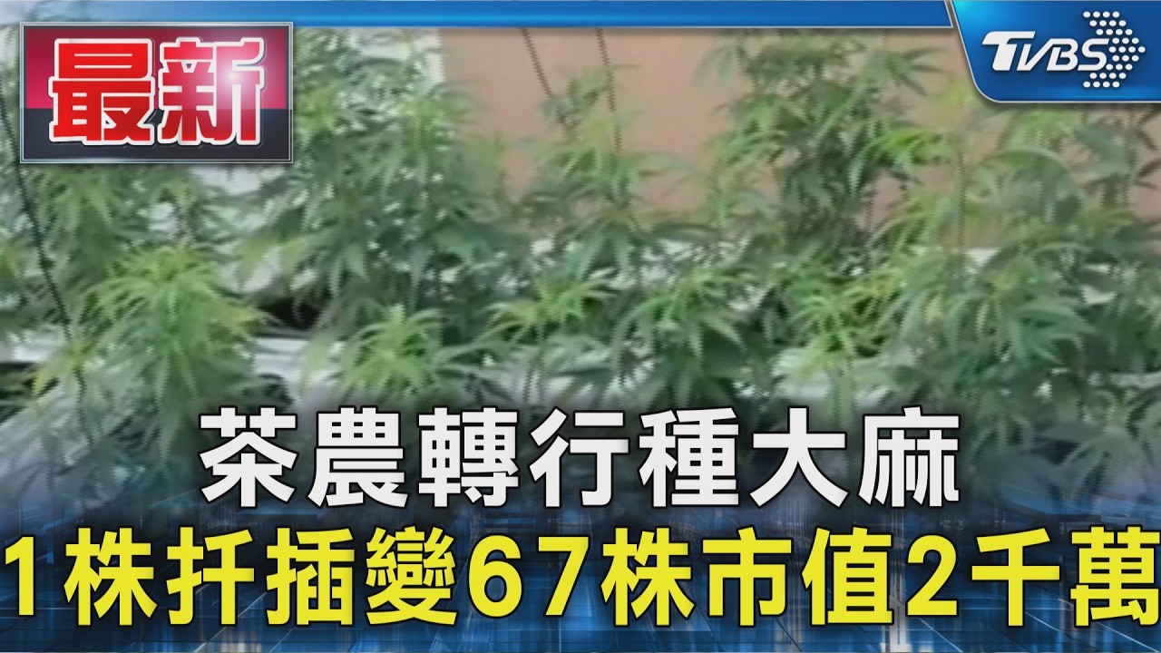 茶農轉行種大麻 1株扦插變67株市值2千萬