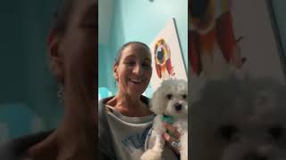 Jax! This sweet face belongs to little Jax a 1 year Maltese male. Jax! This sweet face belongs to little Jax a 1 year Maltese male.