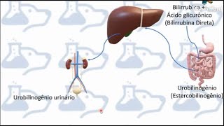 Como fica o metabolismo da BILIRRUBINA na icterícia hepática? Abordagem cães e gatos. (VETERINÁRIA)