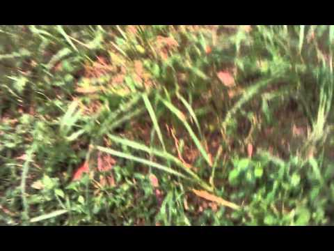 Bumper doodle playing