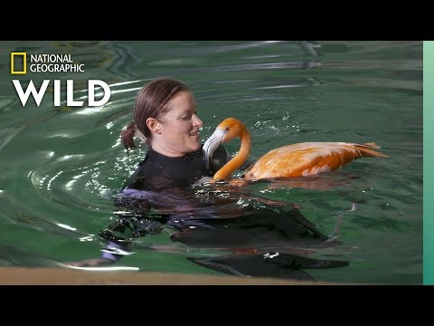 Video trailer för Flamingos Get Hydrotherapy | Secrets of the Zoo