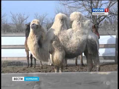 Вести «Калмыкия»: выпуск 09.02.2016 на калмыцком языке