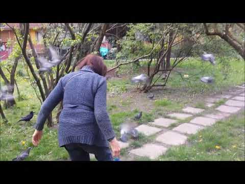 2023 04 29  Warszawa  Spacerując po ulicy Hynka ptaki koty i dobra pani   cz 1   po 16 16