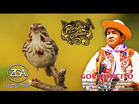 Gorrioncito - Picaflor De Los Andes