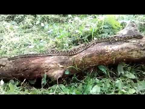 Barba  amarilla o devanador