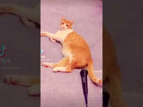 La scoreggia più potente del mondo! 😂🤣😝 #peppeottanta80 #shortviral #cat