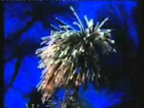 Kush është Zoti , Cilat janë emrat e Zotit , Çfarë cilësive ka Zoti ?