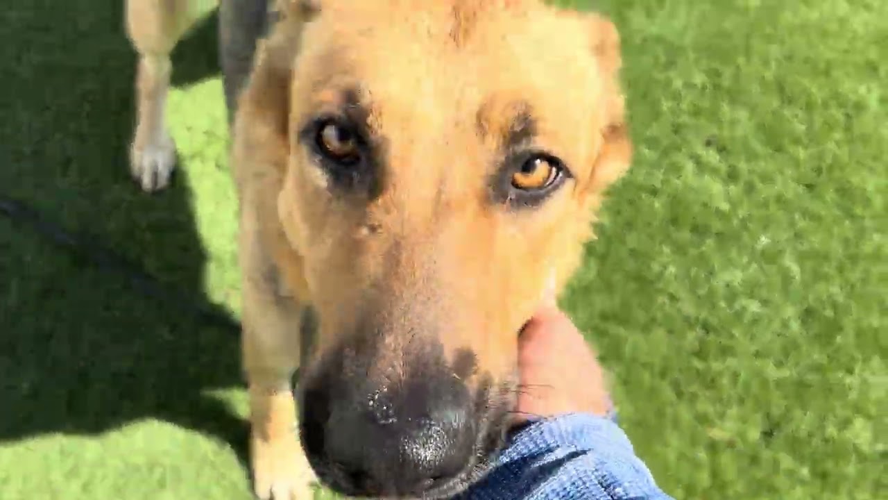 Enlarge TRENTA ( AVAILABLE 7/20/26), a ADOPTABLE German Shepherd Dog in Wasco, CA video 6/6