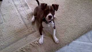 Spike Running around Like Crazy (Pitbull Chihuahua Mix)