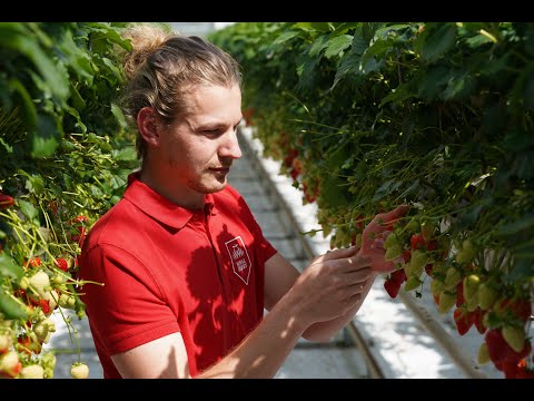 iSii2IIVO - Royal Berry