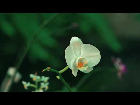 The Most Beautiful Flowers Collection 8K ULTRA HD / 8K TV