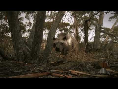 Death of the Megabeasts [2009] - Thylacoleo Screen Time