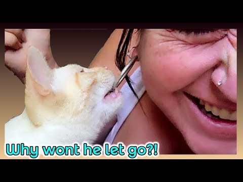 WHY DOES THIS LAZY CAT KEEP ON ATTACKING ?