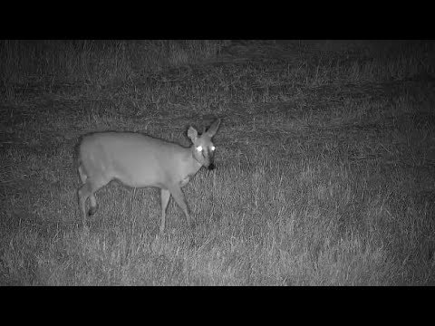 Djuma: Duiker female drinking at the pan - 00:48 - 05/21/19