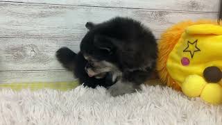 ハーフ犬の動画01