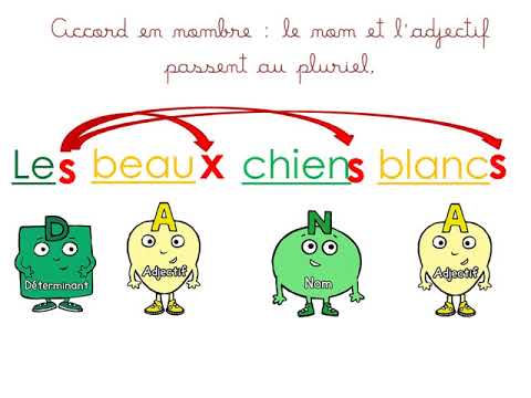 Les accords dans le groupe nominal ce2
