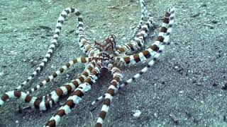 You Won&#39;t Believe What This Mimic Octopus Can Do